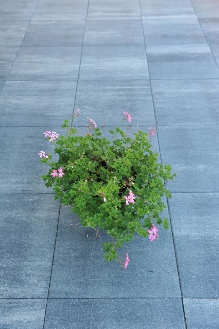 Miniatuur 2