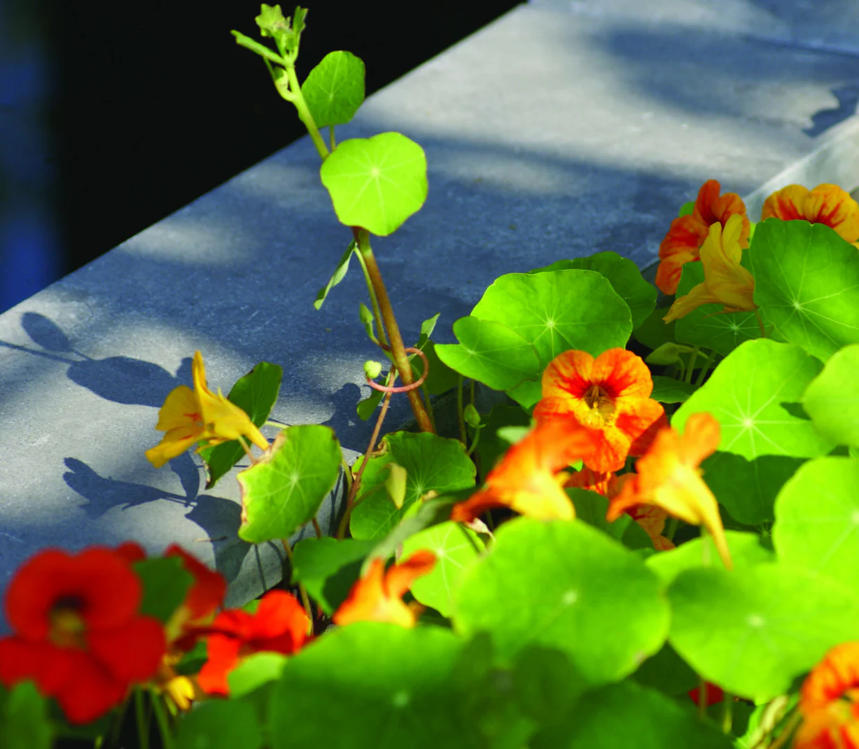 Miniatuur 2